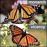 Monarch and Viceroy butterflies compared side-by-side. 