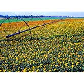 Crops benefit from nitrogen-based fertilizers as in this field of safflower, Carthamus tinctorius L.