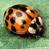 The Asian multicolored lady beetle, Harmonia axyridis, is easy to identify from its false 'eyes' - twin white football-shaped markings behind the head. In color, the insects range from black to mustard, with zero to many spots. A common U.S. form is mustard to red and has 16 or more black spots.